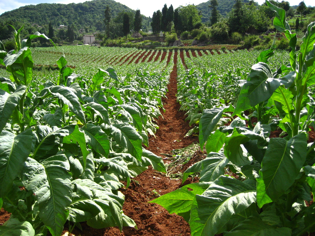 cash crops tobacco